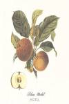 Apple/Blanc-Michel by Francois Langlois