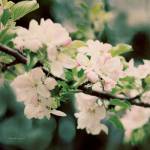 Apple Blossoms I by Elizabeth Urquhart