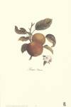 Apple/Pomme Princesse by Francois Langlois