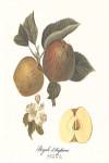 Apple/Royale d'Angleterre by Francois Langlois