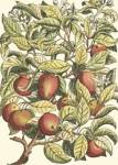 Apple Tree Branch by Duhamel De Monceau