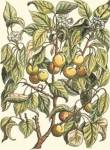 Apricot Tree Branch by Duhamel De Monceau