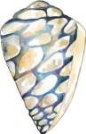 Aquarelle Shells III by Chariklia Zarris