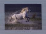 Aquatic Gallop by Hans W. Silvester