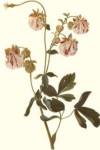 Aquilegia by George Dionysiu Ehret
