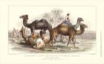 Arabian Camels by J. Stewart