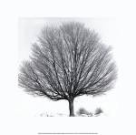 Arbres D'Hivers IV by Michel Ditlove