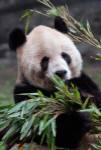 Asia, China Chongqing. Giant Panda bear, Chongqing Zoo. by Kymri Wilt / Danita Delimont
