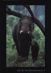 Asian Elephant by Konrad Wothe