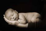 Asleep in Palm by Tanya Hovey