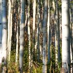 Aspen Grove I by Kathy Mansfield