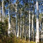 Aspen Grove II by Kathy Mansfield