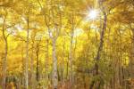 Aspen Morning by Darren White Photography