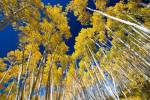 Aspen Tree Tops in Maroon Bells, Aspen, Colorado by Panoramic Images