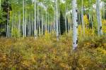 Aspen Trees in Maroon Creek Valley, Aspen, Colorado by Panoramic Images