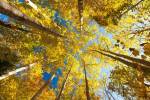Aspens on the Canon Brook Trail by Michael Hudson