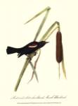 Audubon's Blackbird by John Woodhouse Audubon