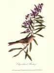 Audubon's Bunting by John Woodhouse Audubon
