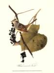 Audubon's Finch by John Woodhouse Audubon