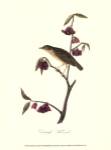 Audubon's Thrush by John Woodhouse Audubon