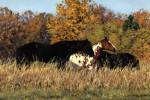 Autumn Beauties by Bonnie Mohr