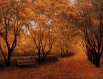 Autumn Gold by Diane Romanello