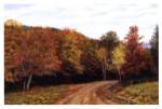 Autumn Lane by Jean Stephens
