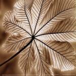 Autumn Leaf I by Stephen Mitchell