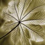 Autumn Leaf II by Stephen Mitchell