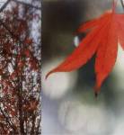 Autumn Leaves I by Jennifer Broussard