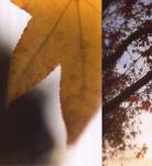 Autumn Leaves II by Jennifer Broussard