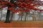 Autumn Mist I by Donna Geissler