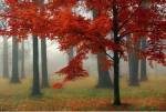 Autumn Mist II by Donna Geissler