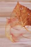 Autumn Radiance II by S. & R. Rasheed