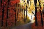Autumn Road by Lynn Krause