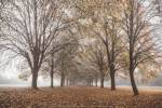 Autumn's Peace by Assaf Frank