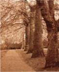 Autumn Stroll I by Boyce Watt
