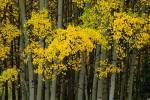 Autumn Trees in Maroon Creek Valley, Aspen, Colorado by Panoramic Images