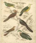 Avian Habitat II by Malcolm Milne