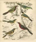 Avian Habitat III by Malcolm Milne