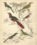 Avian Habitat IV by Malcolm Milne