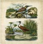 Avian Sanctuary II by Eduardo Sales
