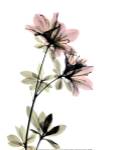 Azalea by ACEE