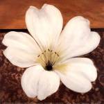 Azalea Blossom by Tamara Wright