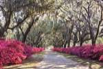 Azaleas, Bonaventure by Winthrope Hiers