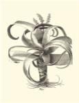 B&W Besler Aloe by Basilius Besler