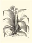 B&W Besler Aloe Americana by Basilius Besler