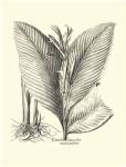 B&W Besler Canna by Basilius Besler