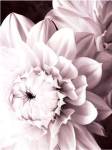 B&W Dahlias I by Zalewiski