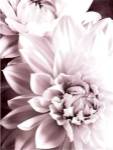B&W Dahlias II by Zalewiski